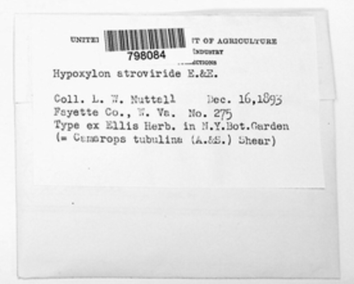 Hypoxylon atroviride image